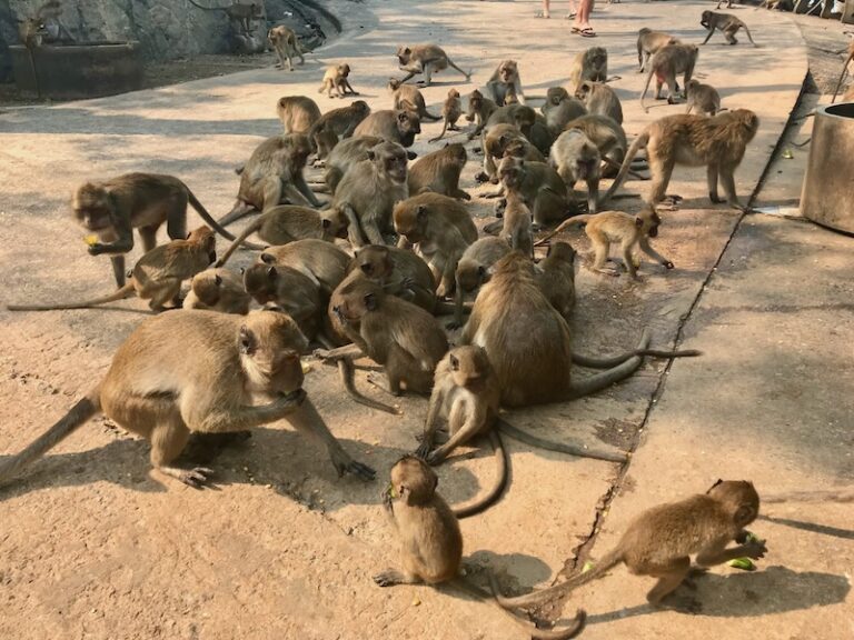 Dozens of macaques eating and gathering on a street in Lopburi, Thailand