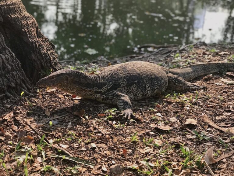 A large Malay monitor lizard resting on dry leaves beside a tree and pond in Lumpini Park, Bangkok