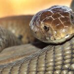 Detailed close-up of a monocled cobra’s head and scales, Thailand