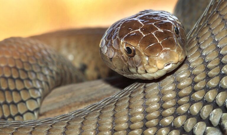 Detailed close-up of a monocled cobra’s head and scales, Thailand