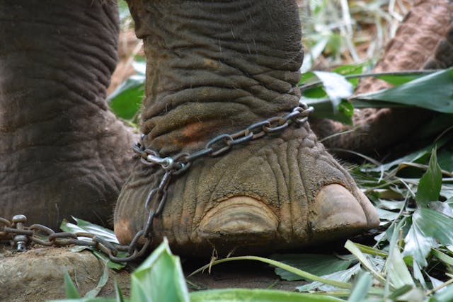 Close-up of a chained elephant foot in Thailand, highlighting animal exploitation in tourism