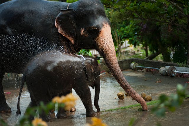 Elephant and baby enjoying a peaceful shower in a Thai sanctuary