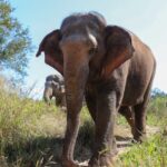 Elephant walking in a natural Thai sanctuary, surrounded by grass and sunlight