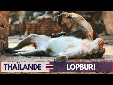 VISITER LOPBURI, LA VILLE DES SINGES ET DES TOURNESOLS - VLOG VOYAGE THAÏLANDE