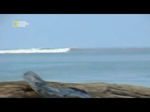 Le tsunami du 26 décembre 2004 - Top 100 catastrophes naturelles