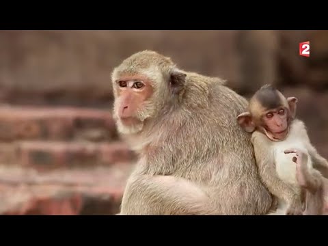 Lopburi, la ville des singes