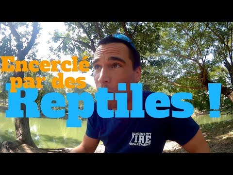 De gros reptiles m&#039;encerclent dans un parc de Bangkok / Varan Malais [FireVlog #10]