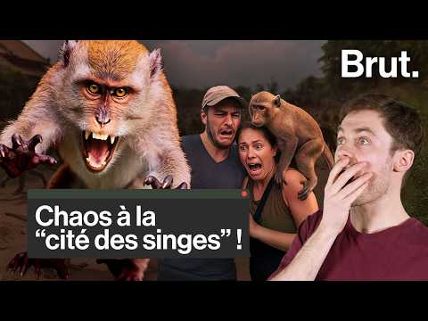 Quand les macaques prennent le contrôle…