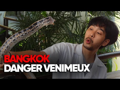 Bangkok : L’INVISIBLE DANGER des animaux venimeux – Reportage santé - AMP