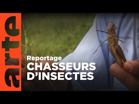 Thaïlande : des insectes contre la faim (2011) | ARTE Reportage
