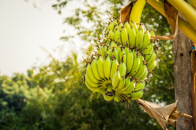 Régime de bananes vertes suspendu à un bananier dans un verger.