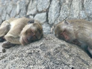 Deux singes endormis côte à côte sur un rocher.
