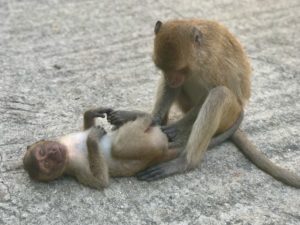 Deux singes se toilettant sur un sol en béton.