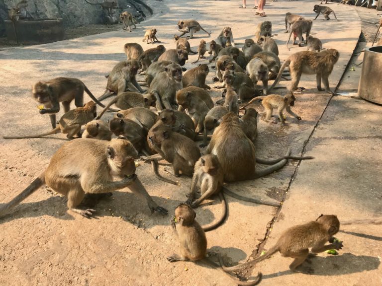 Groupe de singes en liberté se nourrissant sur une route pavée.