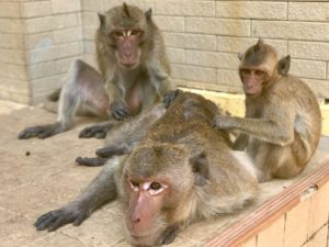 Deux singes s'occupent l'un de l'autre pendant qu'un troisième les observe.