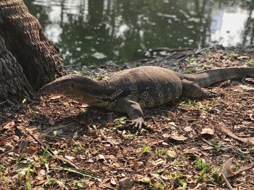 Un varan se repose parmi les feuilles mortes au bord d'un étang.