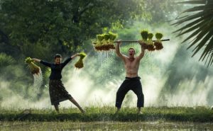 Deux agriculteurs en action, jetant des bottes de riz dans les airs sur un champ inondé, avec des éclaboussures d'eau autour d'eux.