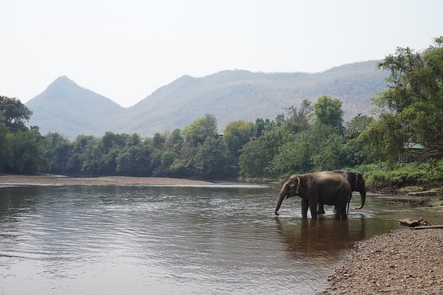 Un éléphant solitaire au bord de la rivière dans une forêt dense avec des montagnes en arrière-plan.