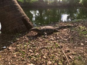 Varan se détendant au bord de l'eau dans un environnement naturel.