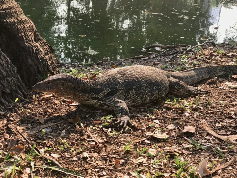 Un varan se repose sur le sol couvert de feuilles sèches près d'un plan d'eau.