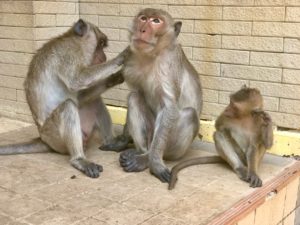 Trois singes dans un moment de complicité, l'un toilettant l'autre pendant que le troisième se gratte.