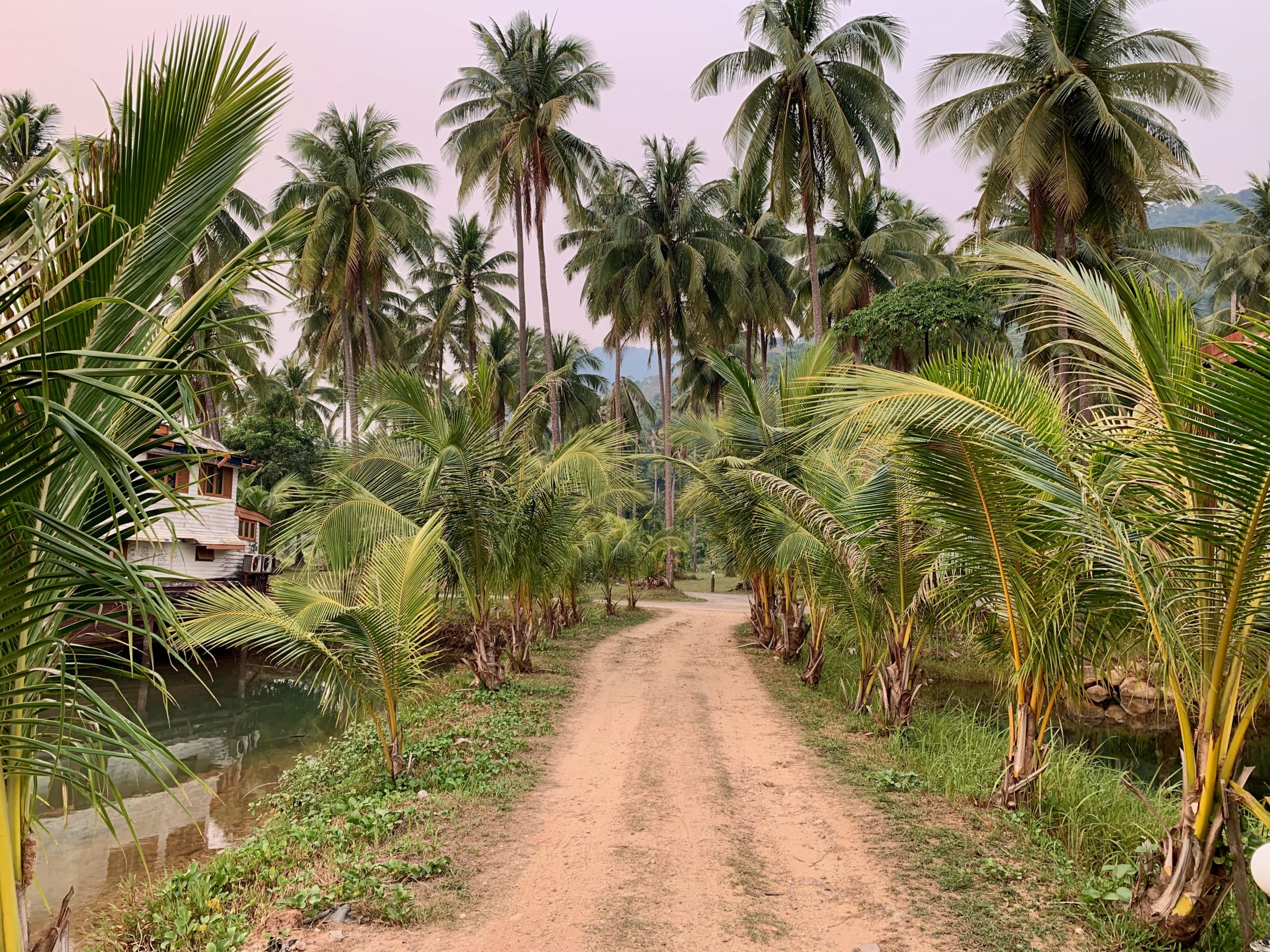 Chemin de terre bordé de palmiers sur l'île de Koh Chang