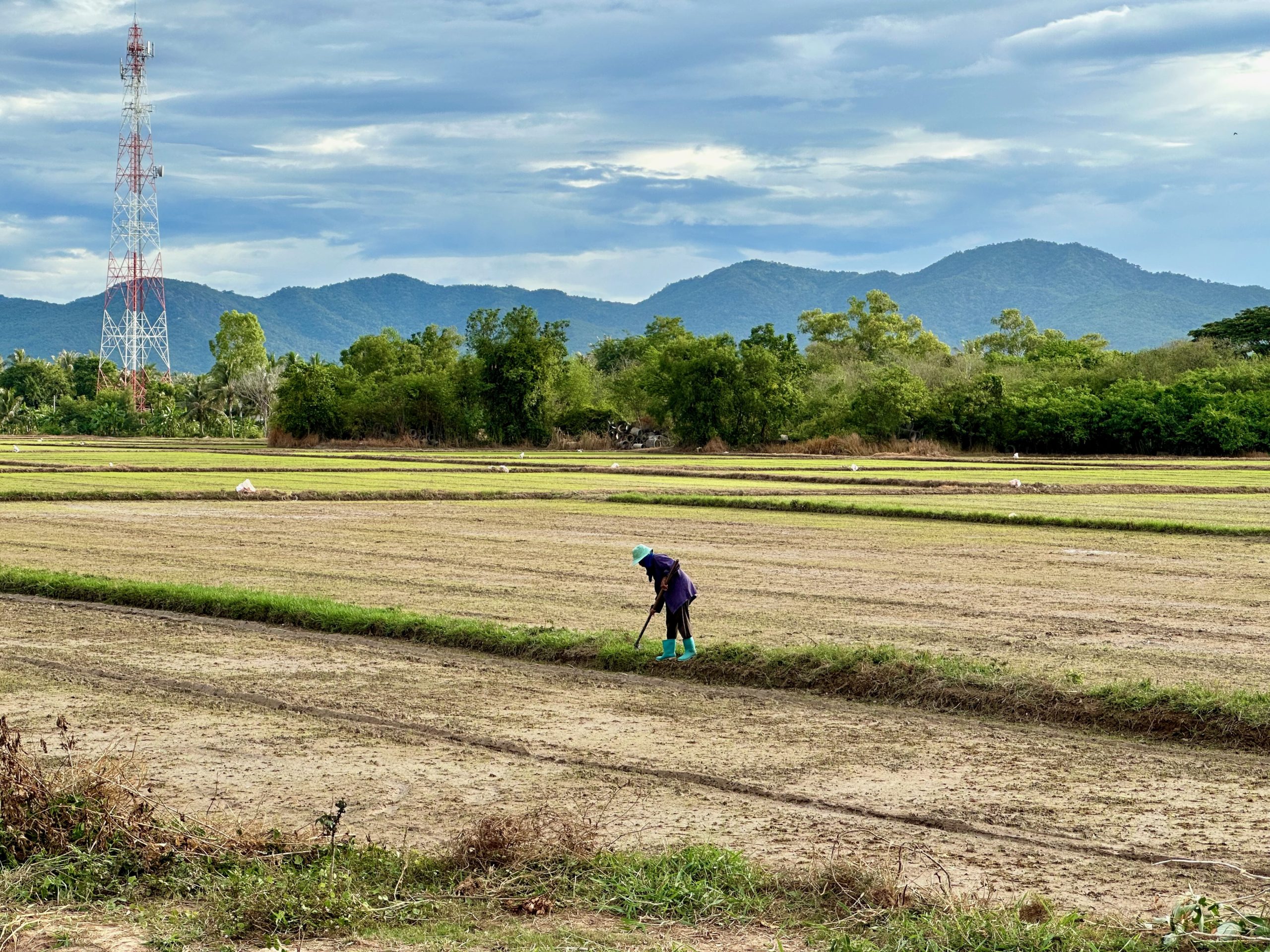 Travailleur agricole dans les champs de riz près de Hua Hin, Thaïlande