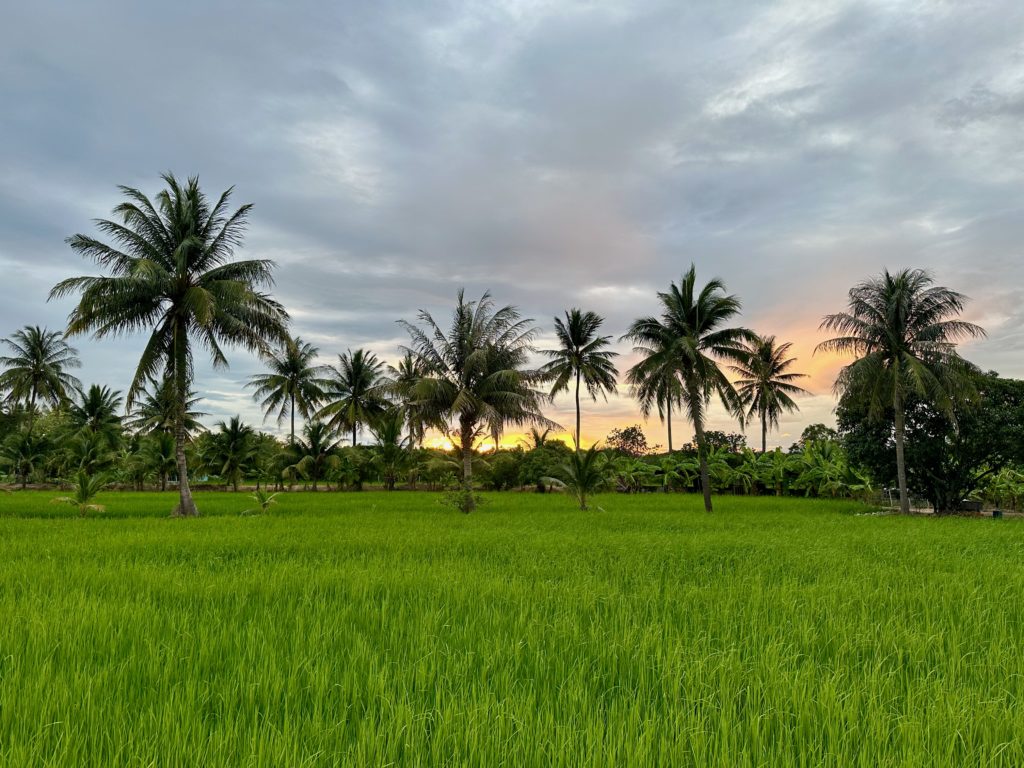 Champ de riz verdoyant au coucher du soleil à Hua Hin, Thaïlande
