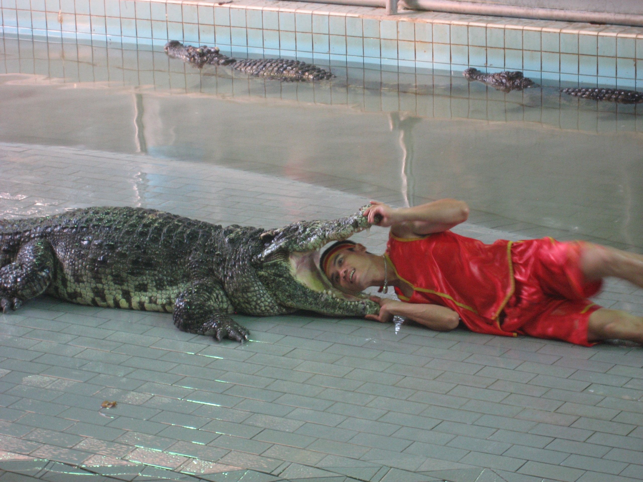 Artiste couché à côté d'un grand crocodile à la ferme de crocodiles de Pattaya.