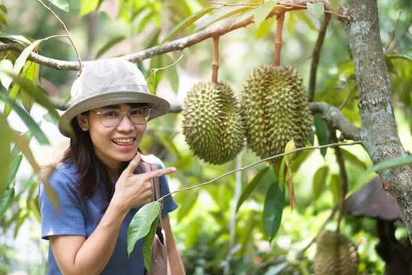 Thai woman pointing at durians hanging from a tree