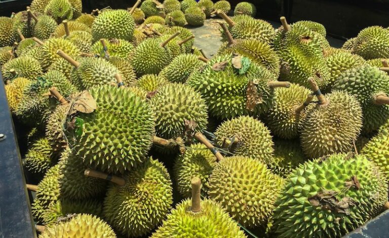 Durians thaïlandais fraîchement récoltés dans une ferme locale