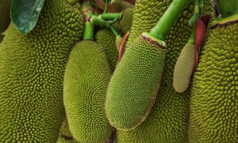 Fruit du jacquier en Thaïlande accroché à l’arbre avant récolte