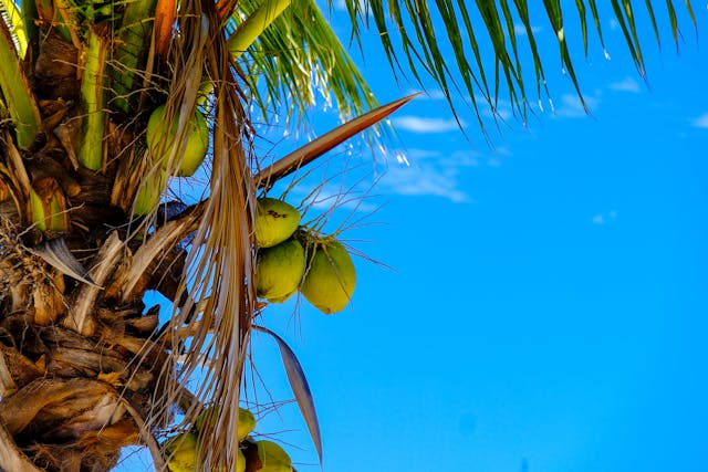 Cocotier thaïlandais avec des noix de coco vertes sous un ciel tropical bleu
