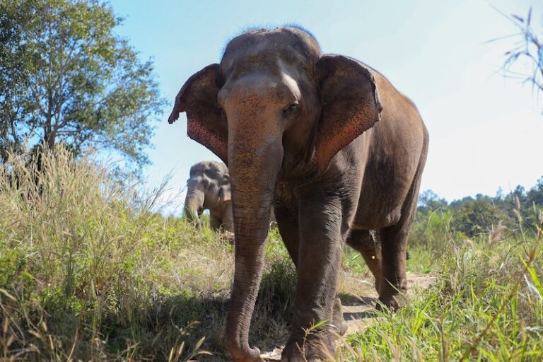 Éléphant en liberté dans un sanctuaire éthique en Thaïlande