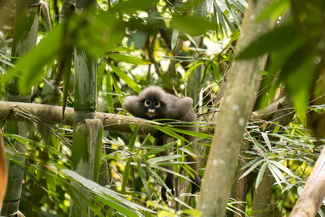 Gibbon perché sur une branche de bambou dans la forêt tropicale de Khao Sok, Thaïlande