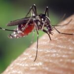 Gros plan d’un moustique Aedes aegypti en train de piquer la peau humaine, vecteur de la dengue en Thaïlande