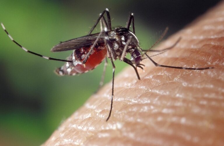 Gros plan d’un moustique Aedes aegypti en train de piquer la peau humaine, vecteur de la dengue en Thaïlande