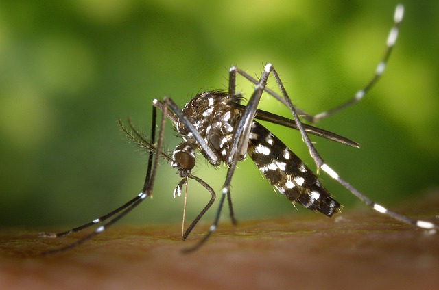 Gros plan sur un moustique Aedes aegypti piquant la peau humaine en Thaïlande