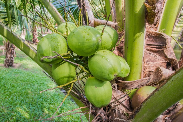 Grappe de noix de coco vertes sur un cocotier tropical en Thaïlande