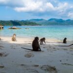 Singes sur une plage de sable blanc en Thaïlande avec mer turquoise et montagnes en arrière-plan