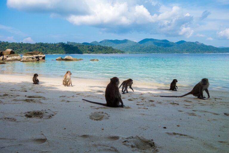 Singes sur une plage de sable blanc en Thaïlande avec mer turquoise et montagnes en arrière-plan