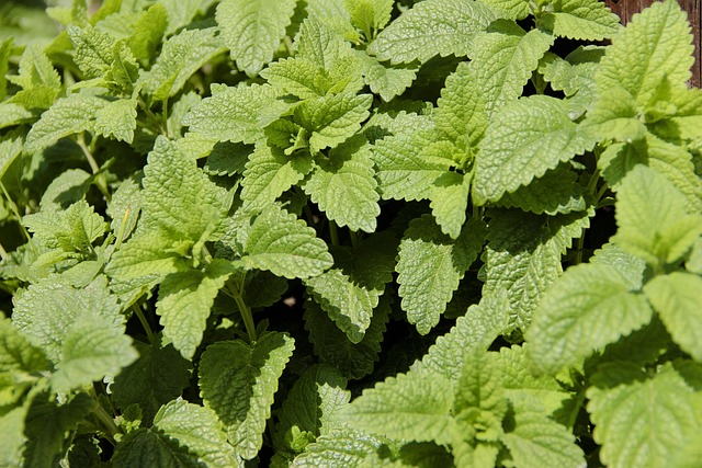 Feuilles de mélisse citronnelle, une plante répulsive utilisée contre les moustiques