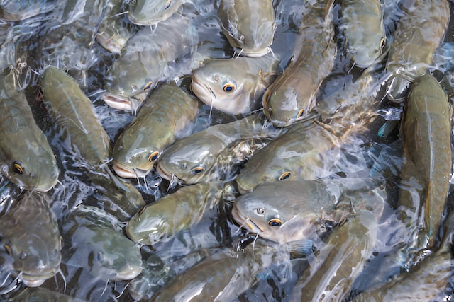 Groupe de poissons nageant dans l’eau claire d’un bassin du parc national d’Erawan, Thaïlande