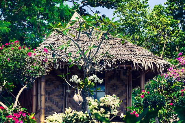 Bungalow traditionnel en bambou avec un toit de chaume, niché au cœur d'un jardin tropical luxuriant avec des fleurs de frangipanier blanches et des bougainvilliers roses à Koh Phi Phi.