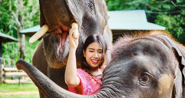 Un voyageur baignant un éléphant dans un sanctuaire éthique à Chiang Mai, une expérience marquante de l'itinéraire de 3 semaines en Thaïlande.