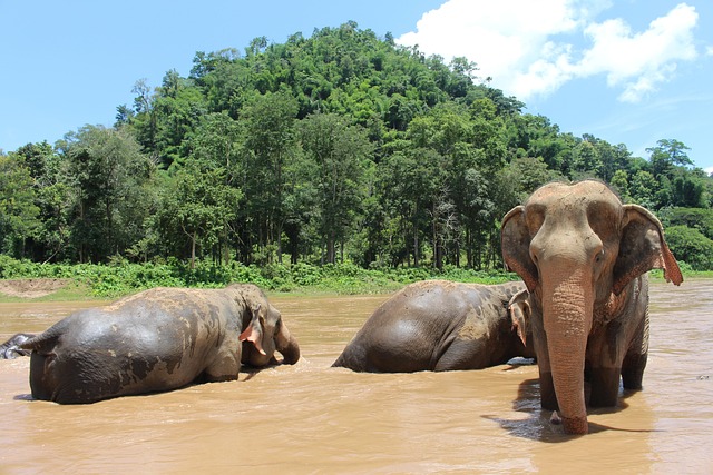 Trois éléphants d'Asie se baignant dans une rivière boueuse au pied d'une colline verdoyante, dans un sanctuaire éthique de la région de Chiang Mai.