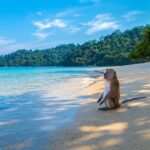 Singe assis sur le sable d’une plage tropicale, bordée d’eaux turquoise et de forêt, en Thaïlande