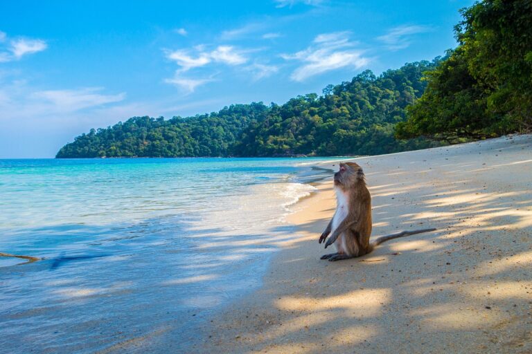 Singe assis sur le sable d’une plage tropicale, bordée d’eaux turquoise et de forêt, en Thaïlande