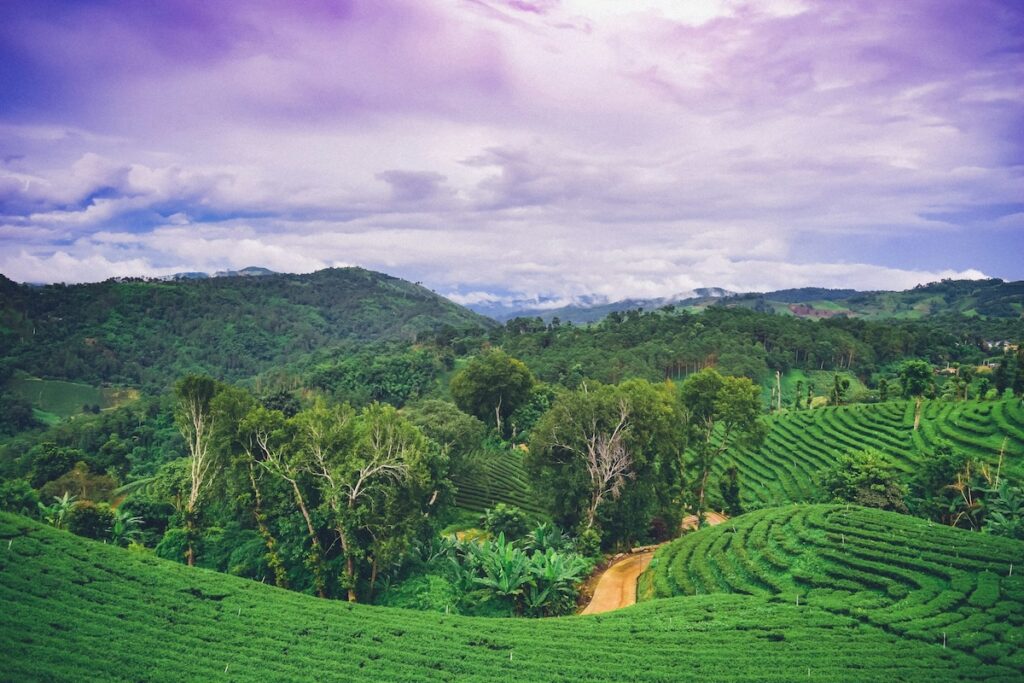 Paysage spectaculaire des plantations de thé verdoyantes de Doi Mae Salong, dans la province de Chiang Rai, sous un ciel aux teintes violettes.