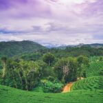 Paysage spectaculaire des plantations de thé verdoyantes de Doi Mae Salong, dans la province de Chiang Rai, sous un ciel aux teintes violettes.